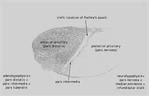 HLS [ Endocrine System, pituitary gland, H&E] LOW MAG labeled