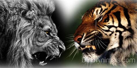 Lion Vs Tiger Fight