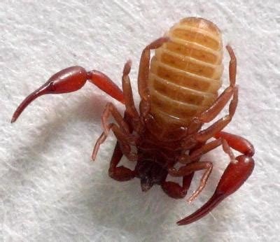 insectography: House Pseudoscorpion