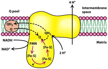 Lecture 6 - Intramolecular Interactions