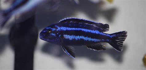 5 Types of Electric Blue Cichlids - Your Aquarium Place