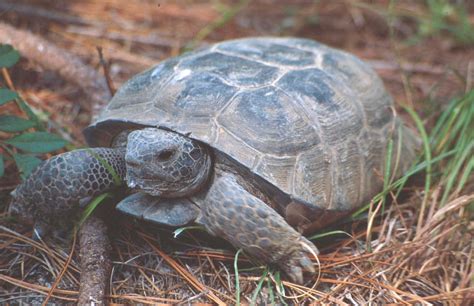 Gopher Tortoise • Florida Wildlife Federation