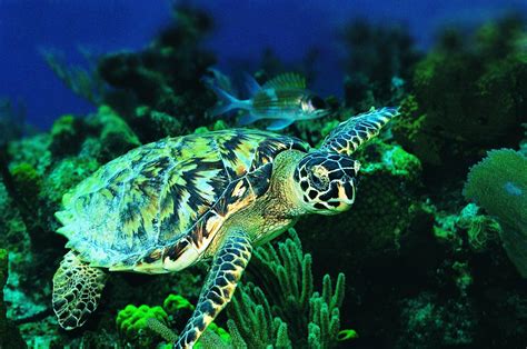 Sea Turtles Wallpapers - Wallpaper Cave