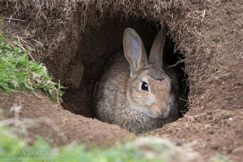 European Wild Rabbit {Oryctolagus cuniculus} in its Burrow | Alex Hyde