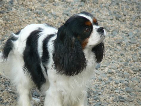 Cavalier King Charles Spaniel Colors