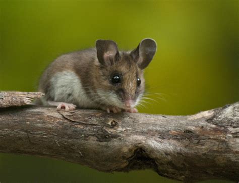 ADW: Peromyscus maniculatus: PICTURES