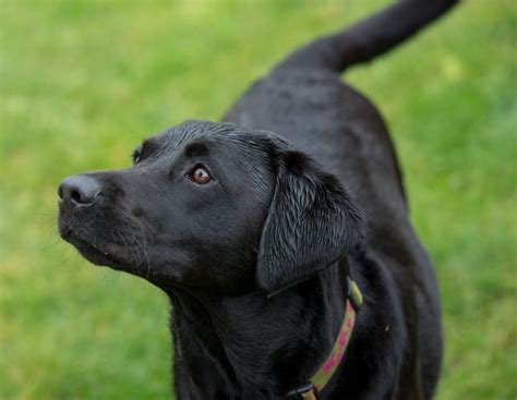 The Labrador Retriever - Meet The Breed - My Best Friend Dog Care