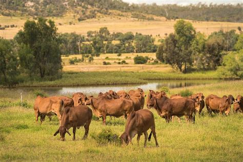 JBS in mood for growth in Certified Organic beef program +VIDEO - Beef ...