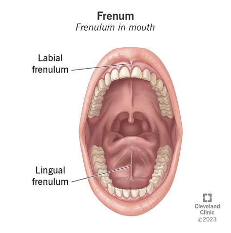 Frenum (Frenulum in Mouth): Types, Function & What It Is