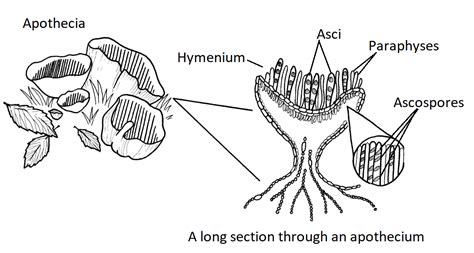 Fungi Diagram Labeled