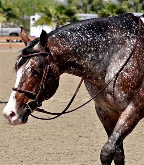 Pin by Jen T on horses | Horses, Beautiful horses, Appaloosa horses