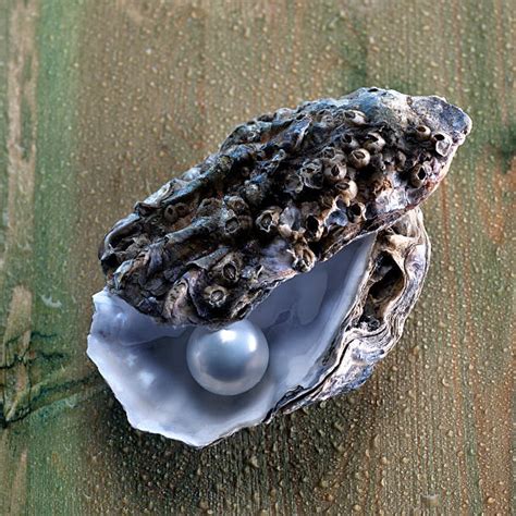 a pearl in an oyster – do all oysters make pearls – Mcascidos