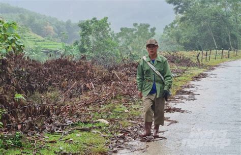 Những dự án làm nghèo miền Tây Nghệ An: Góc khuất buồn dưới công trình ...