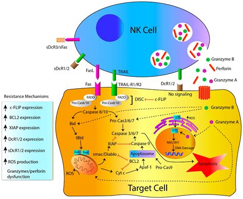 IJMS | Free Full-Text | Mechanisms of Apoptosis Resistance to NK Cell ...