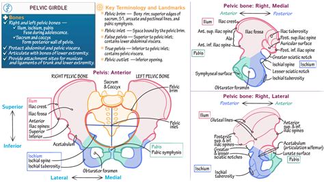 Pelvic Girdle Diagram Labeled