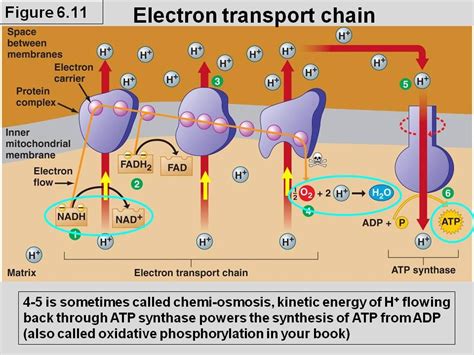 The electron transport chain. | Health/Fitness | Pinterest | Electron ...