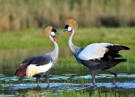 Grey Crowned Crane - The Royal African Crested Bird