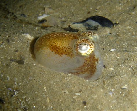 Southern Bobtail Squid | Sepiadarium austrinum Rye Pier | Flickr