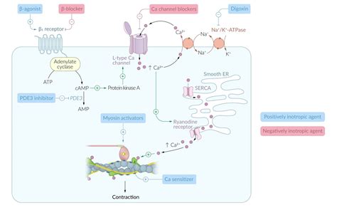 Atenolol Mechanism Of Action Famous Brand | gbu-presnenskij.ru