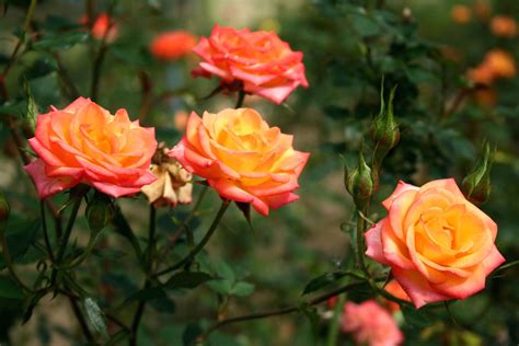 Orange roses: prettiest orange rose varieties - Plantura