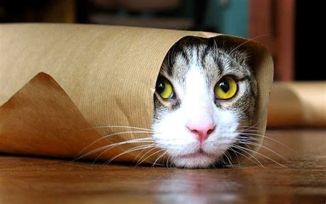 16+ Funny Cats wallpapers High Quality Download | Факты о животных ...