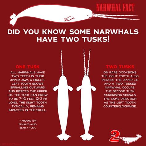 Narwhal | Narwhal, Narwhal facts, Marine biology