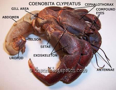 Hermit Crab Anatomy