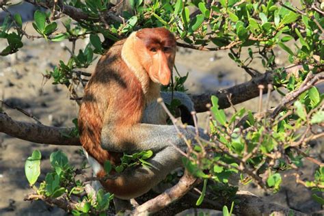 Bako National Park Travel Guide | Sarawak - PlacesofJuma