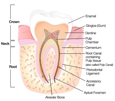 Labeled Tooth Cross Section Anatomy All Parts Including Crown Neck ...