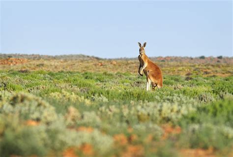 Uluru animals - Weird and wonderful creatures you can spot on your