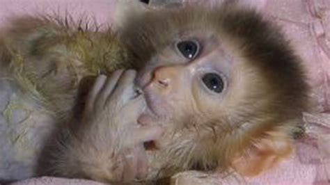 Kaka, the baby monkey, has become a habit,Monkey Baby Kaka - YouTube