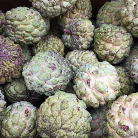 Sugar Apple (Sweetsop) – Miami Fruit