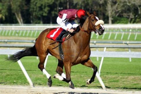 thoroughbred race horses | Horses, Thoroughbred horse, Horse racing