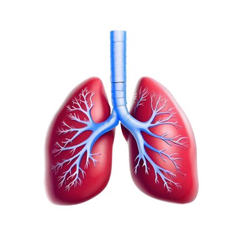 Download Lungs Breathing Animation Png 05232024 | Wallpapers.com