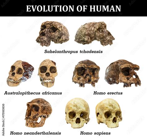 Evolution of human skull ( Sahelanthropus tchadensis . Australopithecus ...