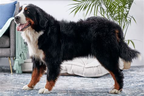 Bernese Mountain Dog (Berner): Breed Characteristics & Care