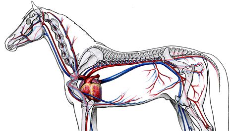 The Circulatory System