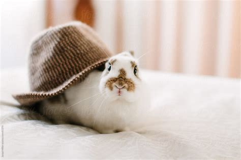 "Rabbit Wearing A Hat" by Stocksy Contributor "Jacqui Miller" - Stocksy