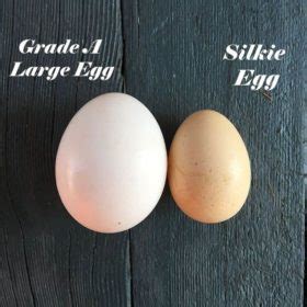 Silkie Chicken Breed - Guide to Eggs, Colours & Buying