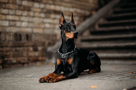 Doberman vs. Belgian Malinois — What’s the Difference? (With Pictures ...