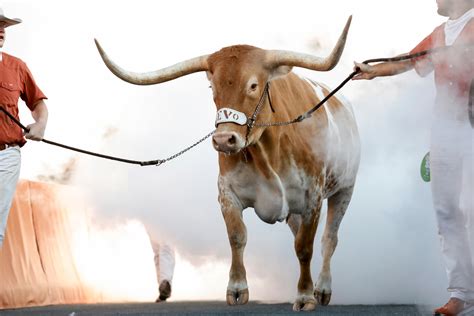 Texas Longhorns Mascot