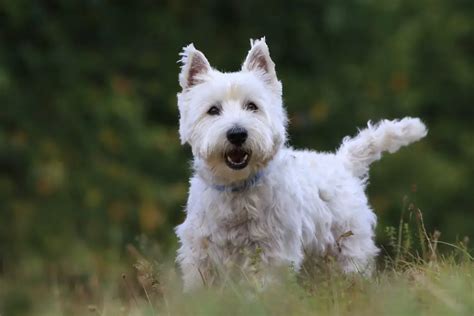 Westie and Poodle Mix: All About the Westiepoo