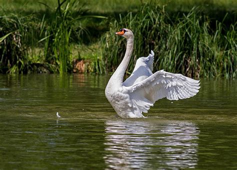 Can Swans Fly? What You Need to Know! - Optics Mag