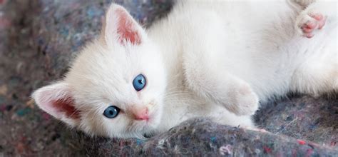 Beautiful White Kitten With Blue Eyes HD Wallpaper