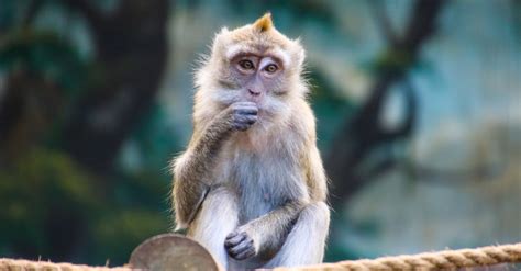 Brown Monkey on Brown Rope Eating · Free Stock Photo