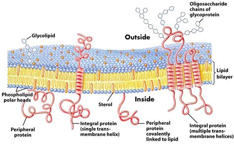 Biochemistry: Fluid Mosaic Model OR Lipid Bilayer Structure of Cell ...