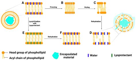 Pharmaceutics | Free Full-Text | Post-Processing Techniques for the ...