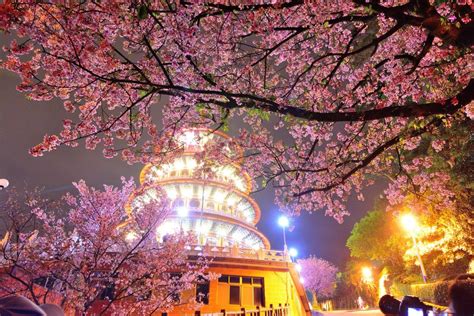 The Best Places to See Cherry Blossoms in Taiwan | Culture Trip