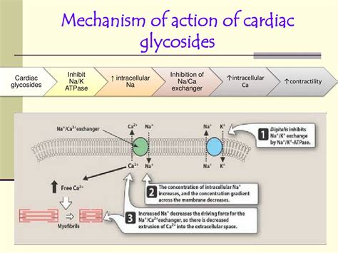 PPT - TREATMENT OF CONGESTIVE HEART FAILURE (CHF) PowerPoint ...