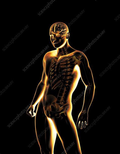 Human body, X-ray artwork - Stock Image - C016/9371 - Science Photo Library